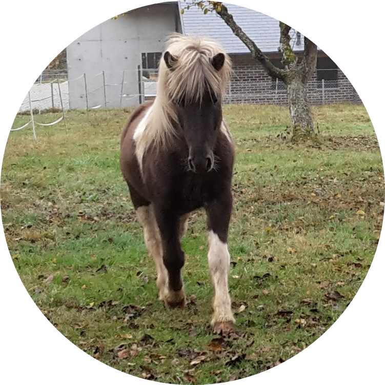 Schulpony